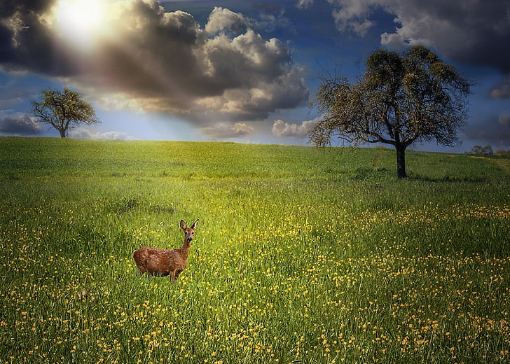 animals, nature, clouds, meadow, landscapes, grass, spring