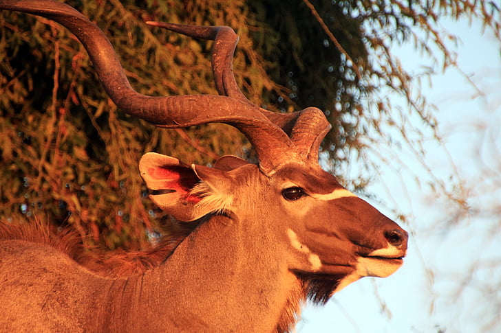 kudu mare, antilopă, Africa, Africa de Sud, natura, peisaj, animale