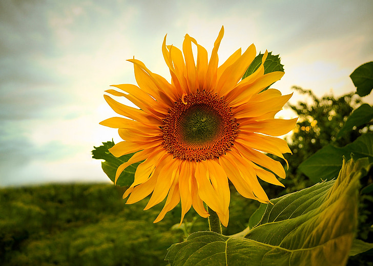 bunga matahari, bunga, musim panas, kuning, latar belakang, panen, matahari
