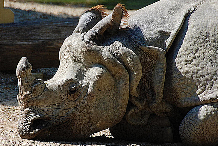 Rhino, detailné, tlustokožec, Zoo, nosorožec