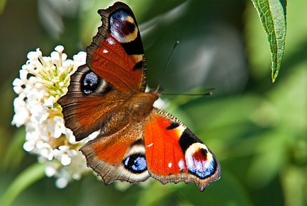 borboleta de pavão, traça de pavão, natureza, inseto, colorido, close-up, macro