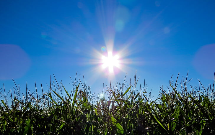 corn, cornfield, sun, back light, summer, grass, color game