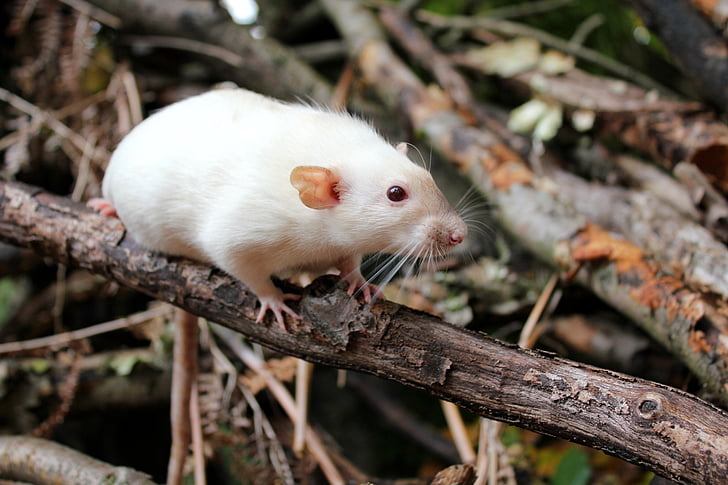 rat, pet, cute, rodent, dumbo rat, forest, branches
