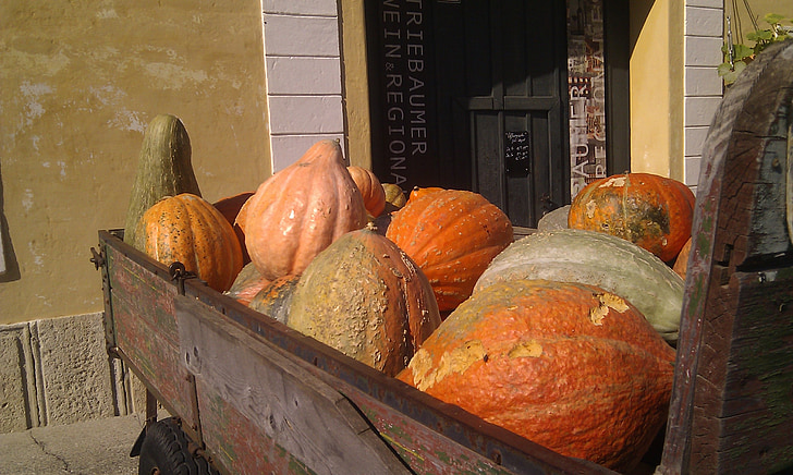 pumpkin, dare, autumn