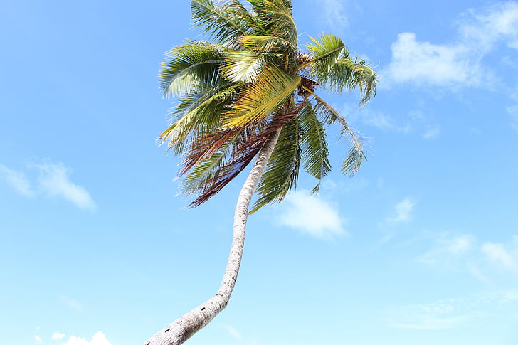 maldives, palm, sky, clouds, palm leaves, summer, holiday