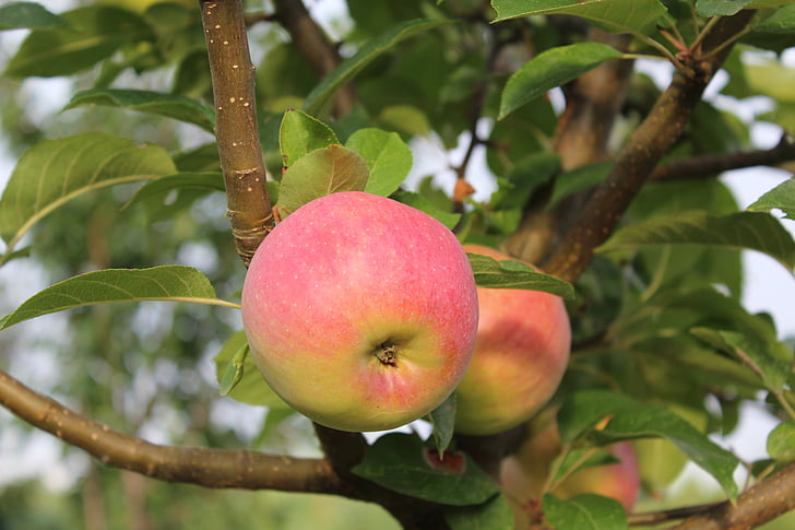 яблоко, фрукты, Apple - фрукты, Природа, питание, дерево, лист
