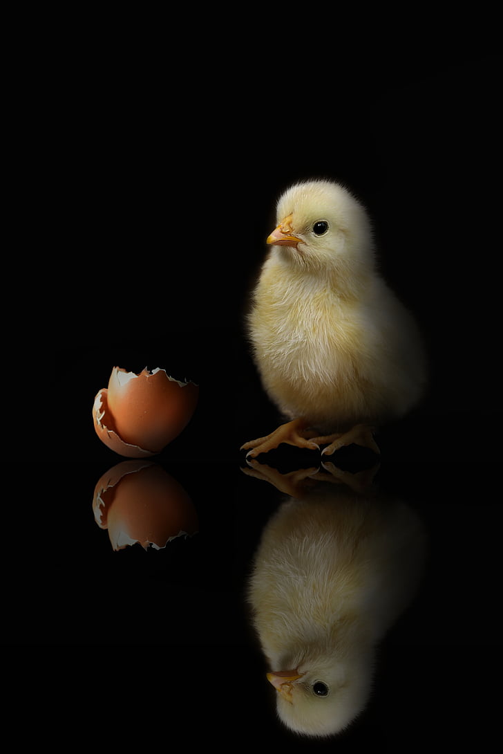 ζώο, κοτόπουλο, πουλερικά, κοτόπουλα, αγρόκτημα, πουλί, ζωή της χώρας