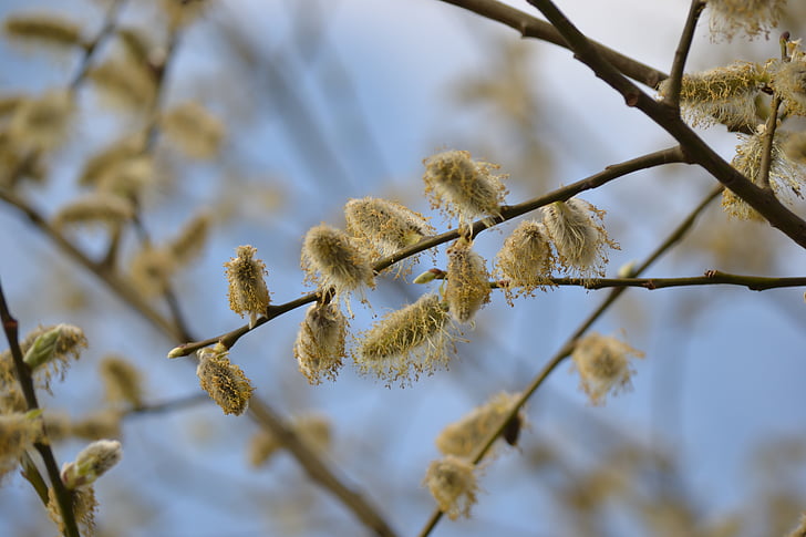 kitten, spring, pasture, pussy willow, bud, hairy, plant