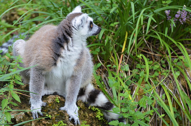 lemure, Maki, selvaggio, Maki catta, Madagascar, animali, maki di scimmia