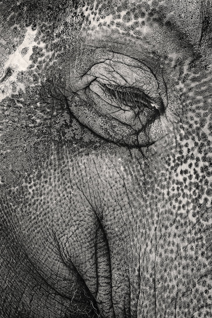 elephant, abstract, tele, eye, human body part, one person, wrinkled