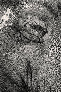 elefant, abstrakt, Tele, øye, menneskekroppen del, én person, rynket