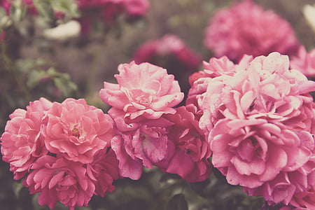 λουλούδια, άνθος, άνθιση, ροζ, ματζέντα, κόκκινο, χρώμα