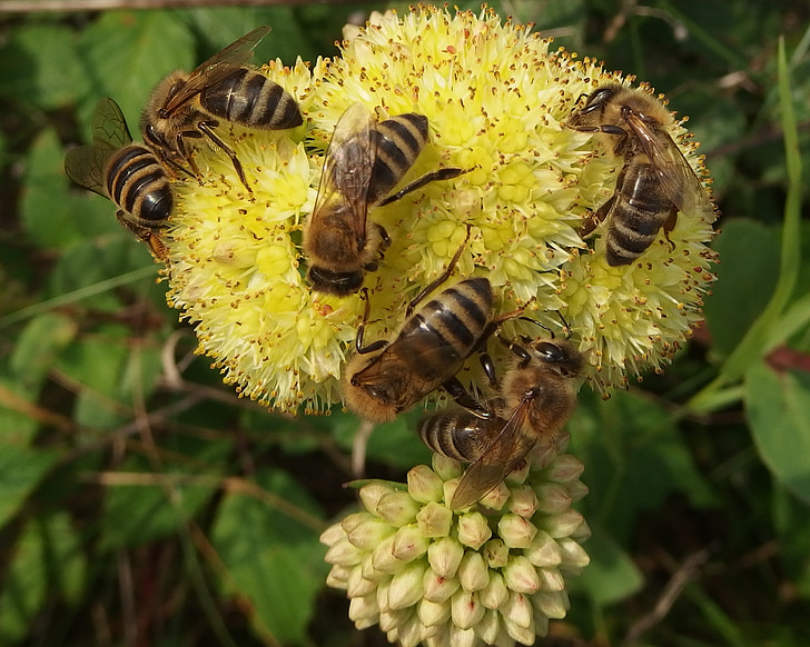 mesilased, pidu, palgid, ectar, putukate, lill, kevadel