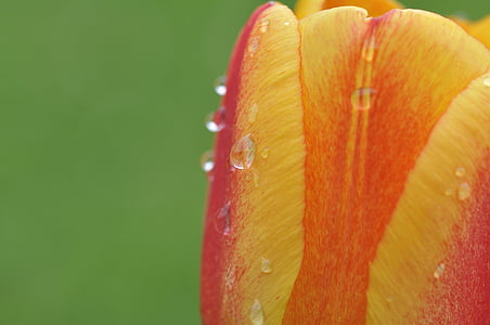 kvet, Tulip, kvet, kvet, červená a žltá, kvapky vody, dažďová kvapka