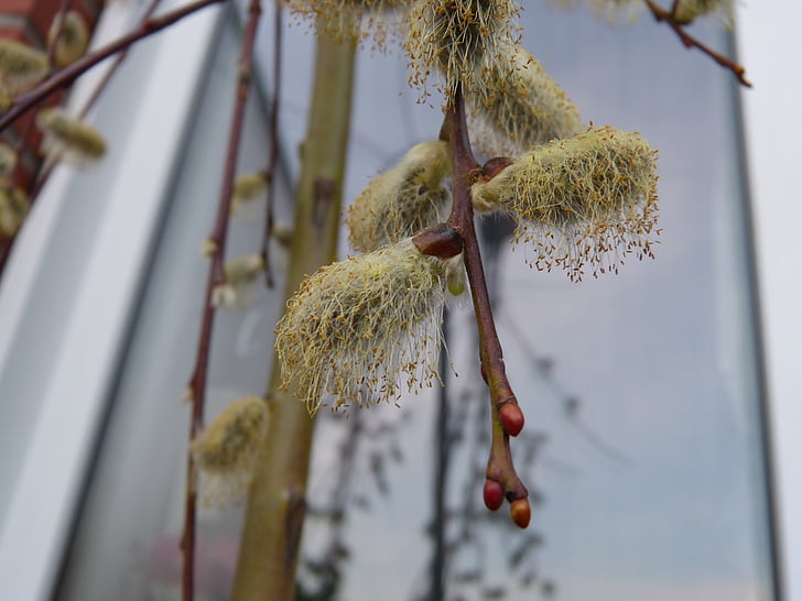pussy willow, faded, pollen, macro, branch, spring, nature