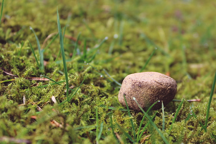 stone, ground, mossy, meadow, nature, background, deco