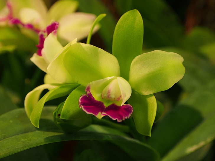 Wächter-liya, grüne Blumen, rote Lippen, Orchidee