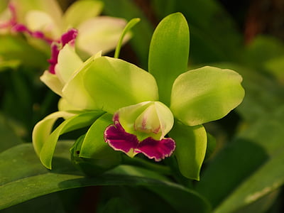 aizbildnis liya, zaļu ziedu, sarkanas lūpas, Orhideja