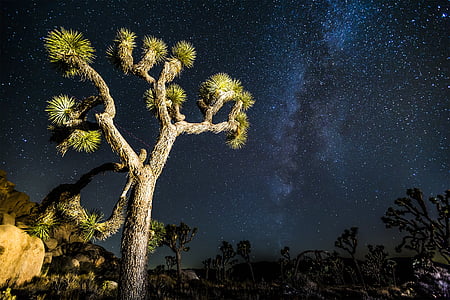 Joshua tree, mikly spôsobom, hviezdy, Desert, Sky, noc, Galaxy