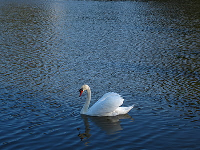 swan, lake, waterfowl, plumage, birds, bird, nature