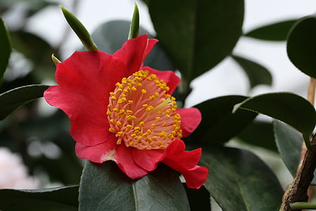 blomster, Camellia, rajec jestrebi, rød