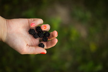 person, holding, berries, blackberries, fruits, food, hands