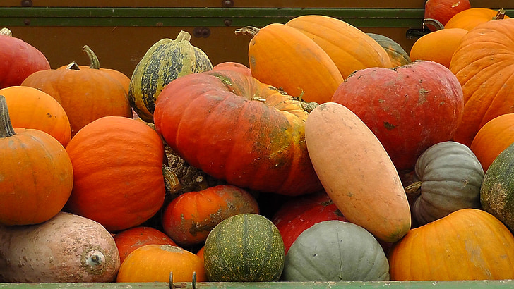 calabaza, otoño, calabazas de otoño dorados, calabaza, colorido, Frisch, cosecha