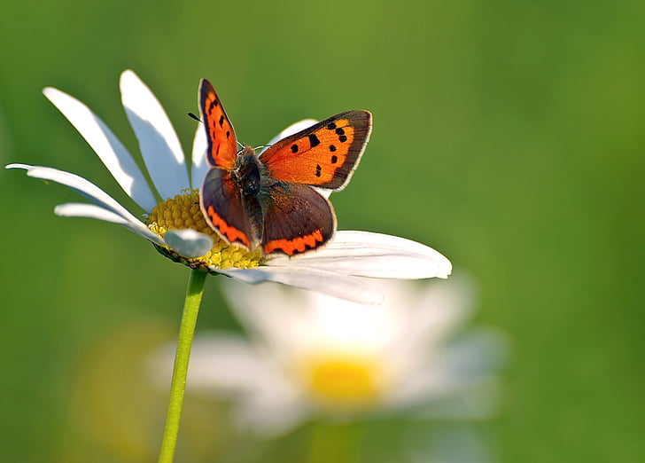 insekt, naturen, Live, Butterfly - insekt, djur wing, djur, sommar