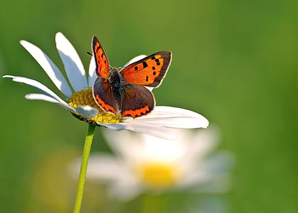 hmyz, Příroda, živě, motýl - hmyzu, zvířecí křídlo, zvíře, léto