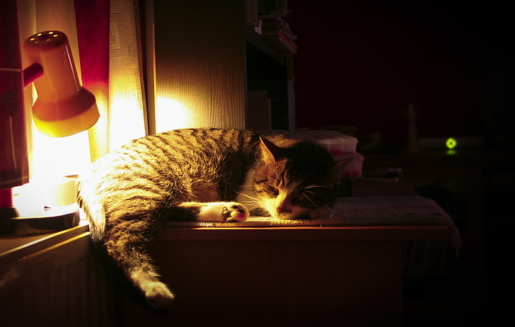 katten, natt, sover, lampe, innenlands cat, kjæledyr, dyr
