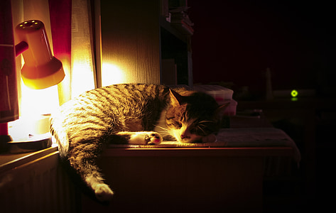 kat, nacht, slapen, lamp, binnenlandse kat, huisdieren, dier