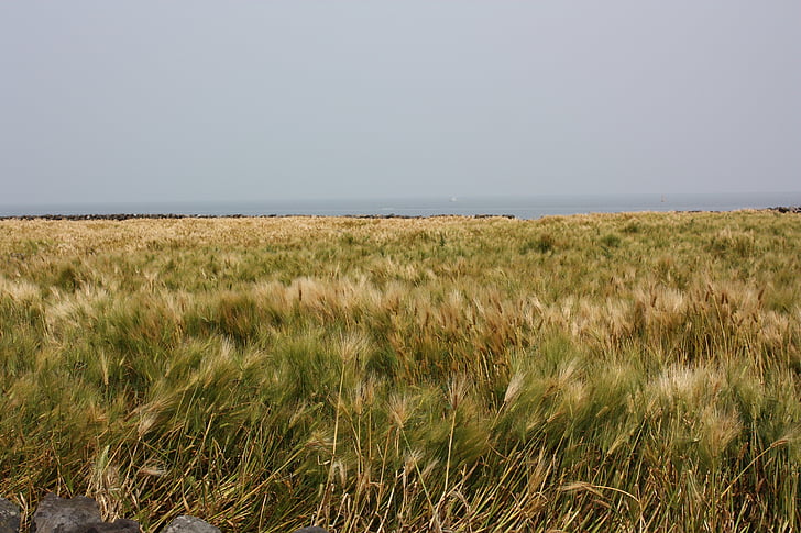 Otok Jeju, Reed, polje