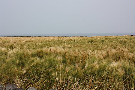 Otok Jeju, Reed, polje