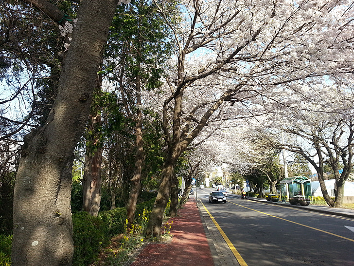 Ilha de Jeju, Coréia, Jeju, cerejeiras em flor, flores, Coreano, património