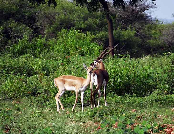 Blackbuck, zwierząt, antylopa, ranebennur, Karnataka, Indie