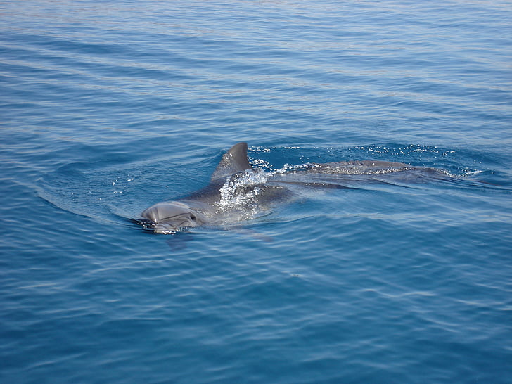 delfin, viaţa marină, mare, natura, creatura, fin