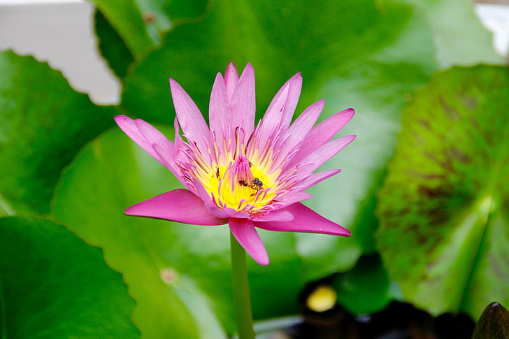 Lotus, flor, floración, planta acuática, rosa, naturaleza, estanque