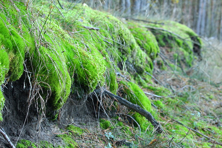 moss, forest, nature, root, root network, log, outdoors