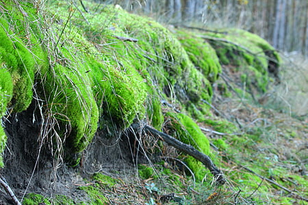 moss, forest, nature, root, root network, log, outdoors
