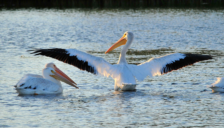american white pelicans, bird, wildlife, nature, wings, waterfowl, seabird
