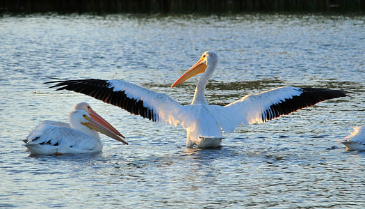 Amerikaanse witte pelikanen, vogel, dieren in het wild, natuur, vleugels, watervogels, zeevogel