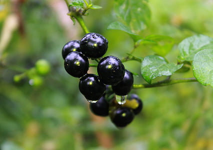Черно куче грозде, растителна, зеленчуци, Solanaceae, храна, диви, плодове