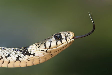 풀 뱀, 뱀, serpentes, natrix, 머리, 혀, 노란색