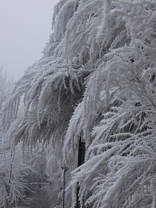 dingin, Hoar frost, gel, musim dingin, embun beku, daun beku, pagi