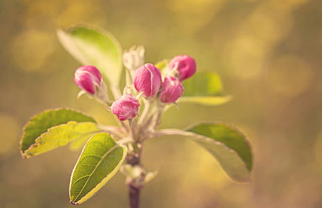 zieds, ābolu, Pavasaris, daba, augu, puķe, Bloom