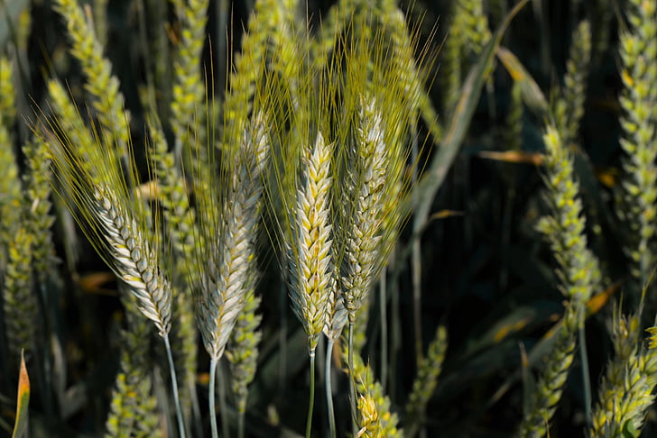kukurūzas laukā, ausīm kukurūzas, graudaugi, getreideanbau, lauksaimniecības ekonomika