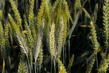 Cornfield, oren van maïs, granen, getreideanbau, agrarische economie
