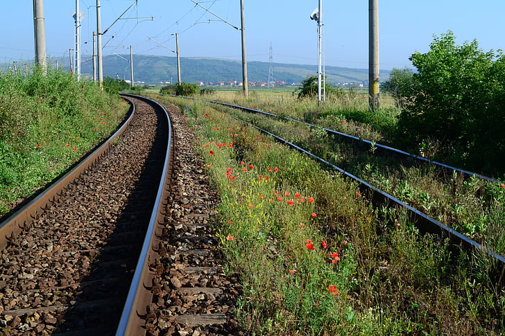 tåg, vallmo, blomma, gräs, naturen, järnväg, järnväg