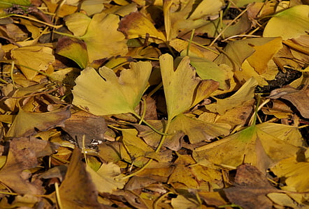 feuilles tombées, feuilles jaunes, arbre de Ginkgo, arbre du maidenhair, Huang, vert, Direction générale de la