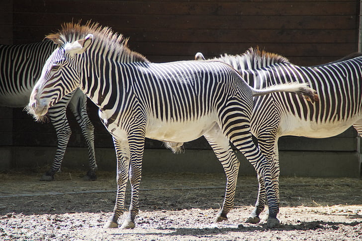 Zebra, stojnico, parkljarjev, perissodactyla, bela, črna, struktura